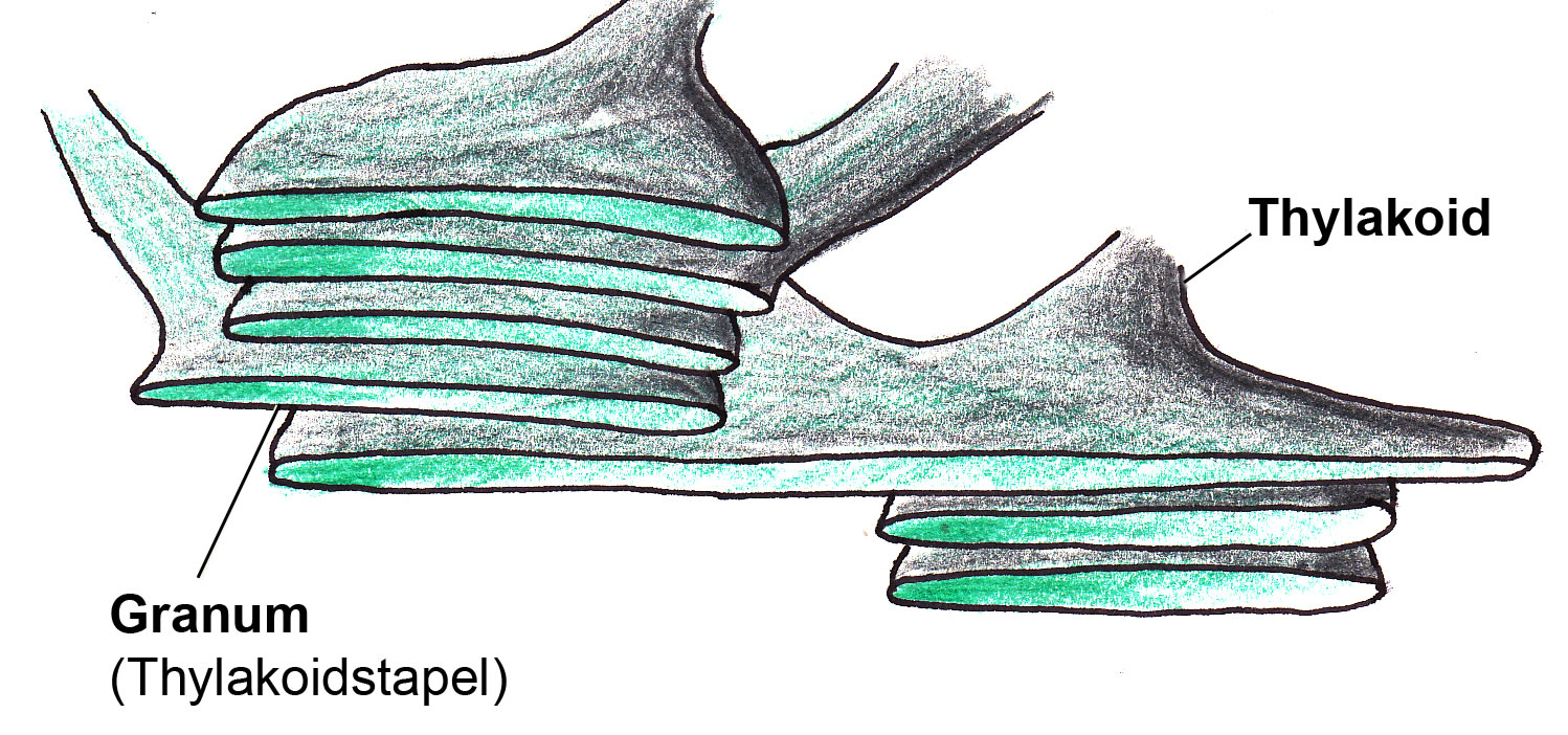 Chloroplast, Thylakoidstapel