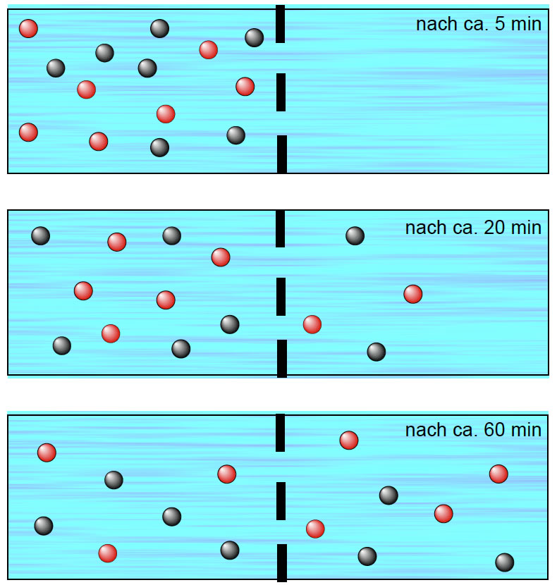 Diffusion von zwei verschiedenen Stoffen gleichzeitig durch eine vollpermeable Membran