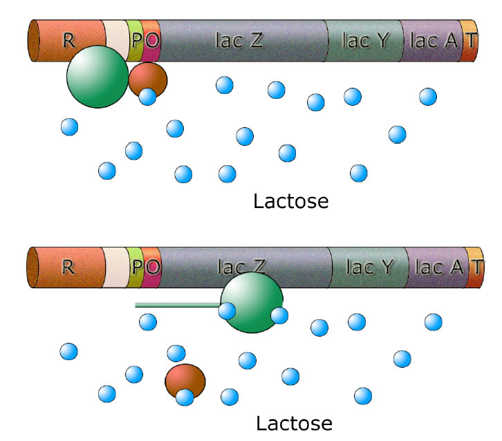 Lactose setzt sich in das allosterische Zentrum; der Repressor gibt den Weg für die Polymerase frei