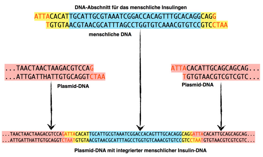 DNA-Abschnitt mit dem Insulin-Gen (Modell)