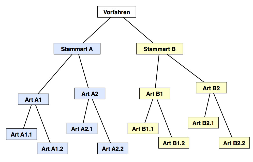 Autapomorphien systematisch dargestellt