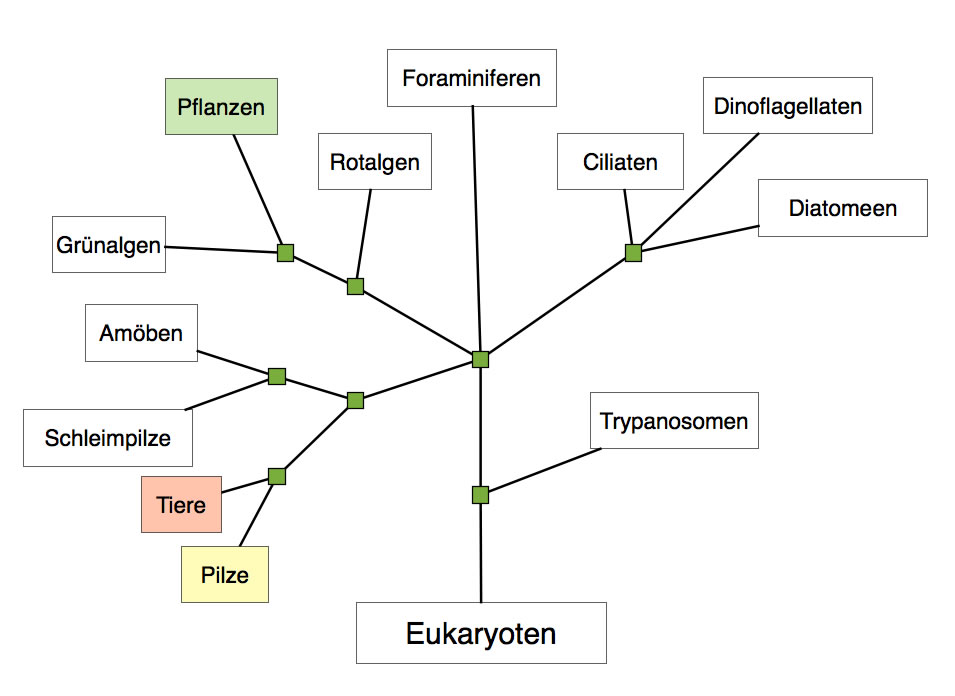 System der Eukaryoten nach Campbell