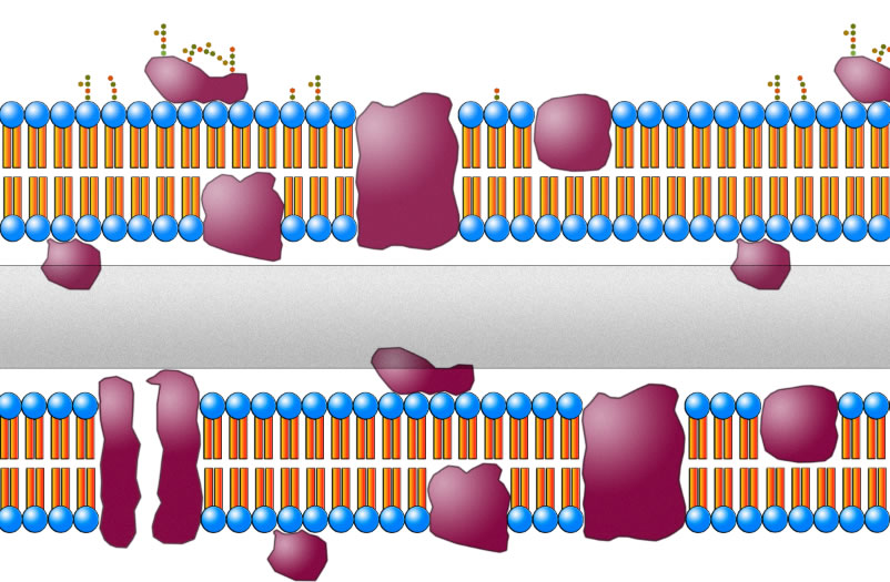 Zellhülle eines gramnegativen Bakteriums: zwei Membranen mit einer dünnen Peptidoglycanschicht dazwischen