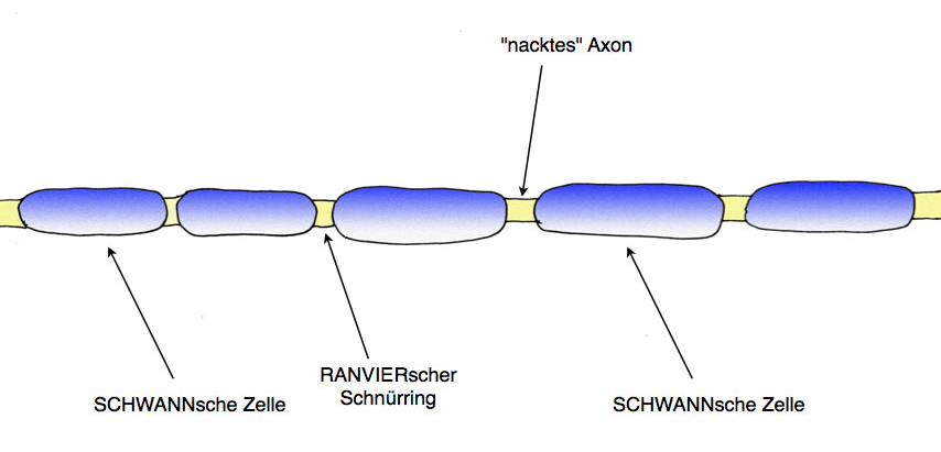 Axon mit Myelinscheide aus einzelnen SCHWANNschen Zellen