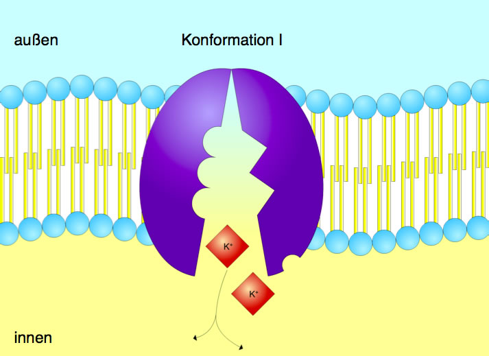 Die beiden Kalium-Ionen werden in das Cytoplasma entlassen; der ursprüngliche Zustand ist wiederhergestellt.