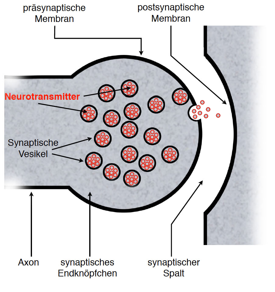 Bau einer typischen Synapse