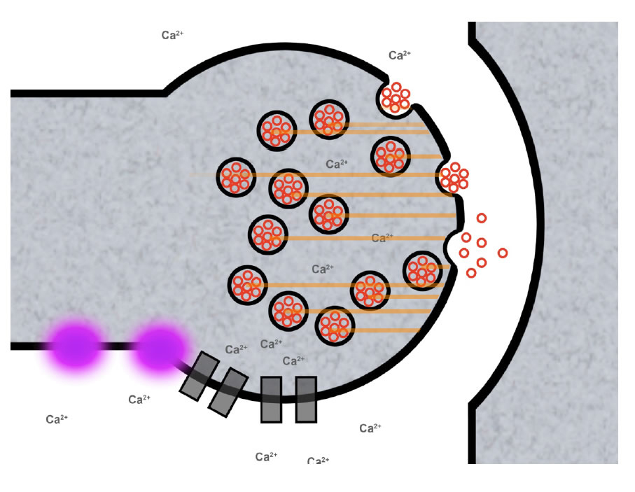 Die Ca2+-Ionen bewirken, dass sich die synaptischen Vesikel in Richtung präsynaptische Membran bewegen