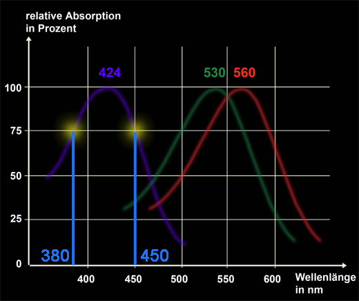 Die Netzhaut wird mit Licht der Wellenlnge 380 bzw. 450 nm gereizt.