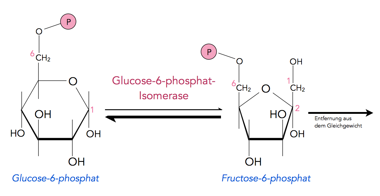 Glucose-6-phosphat <==> Fructose-6-phosphat