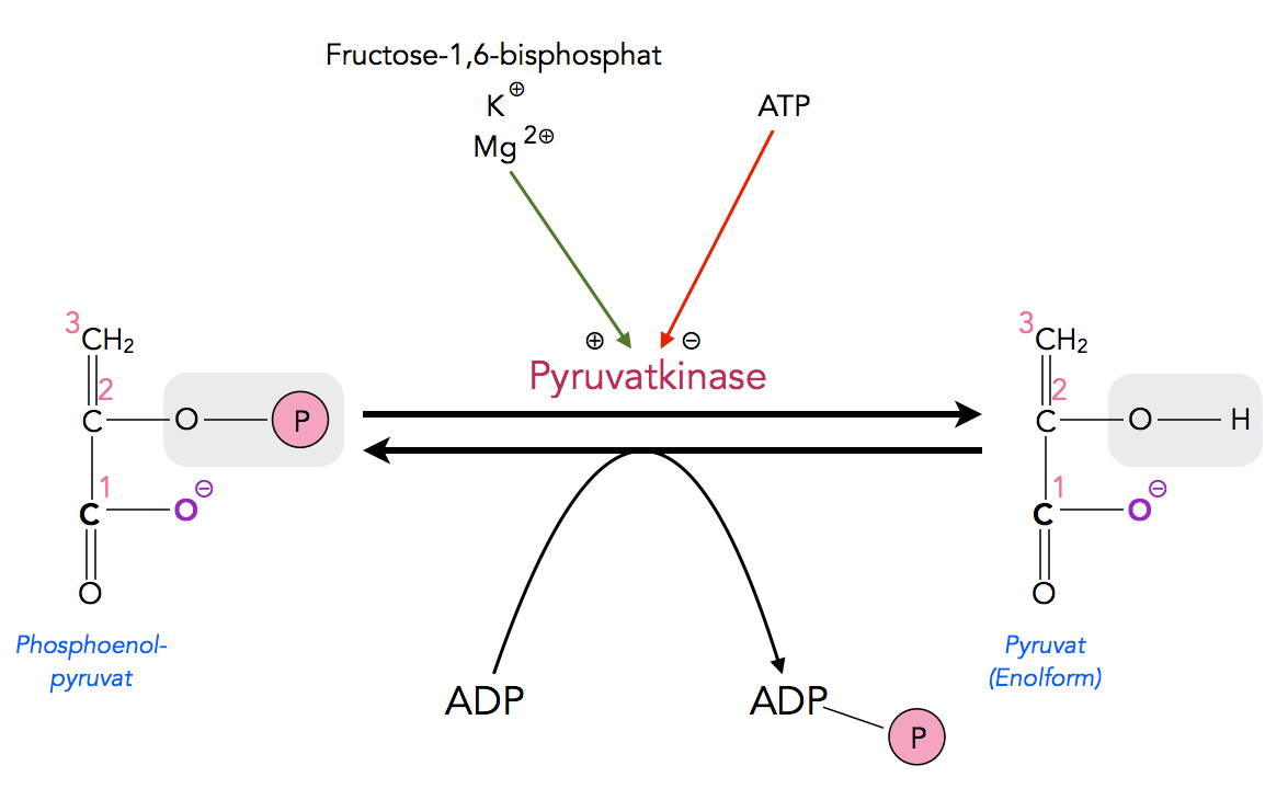 Phospho-Enol-Pyruvat + ADP ===> Pyruvat + ATP