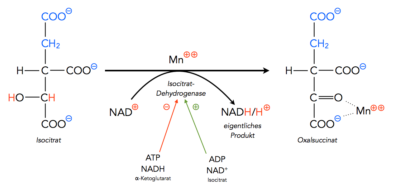 Umwandlung von Isocitrat in Oxalsuccinat, NADH/H+-Bildung