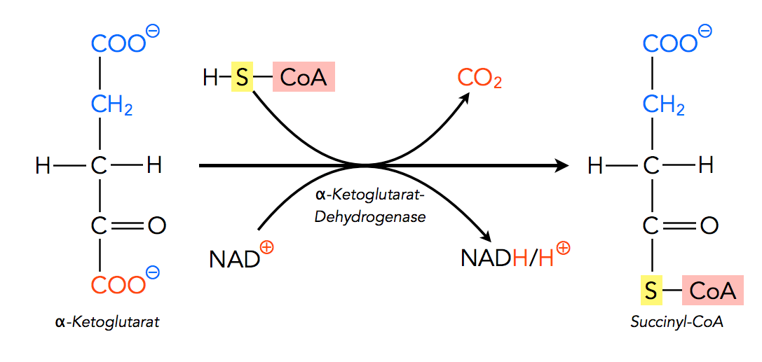 alpha-Ketoglutarat + CoA + NAD+ ==> Succinyl-CoA + CO2 + NADH/H+