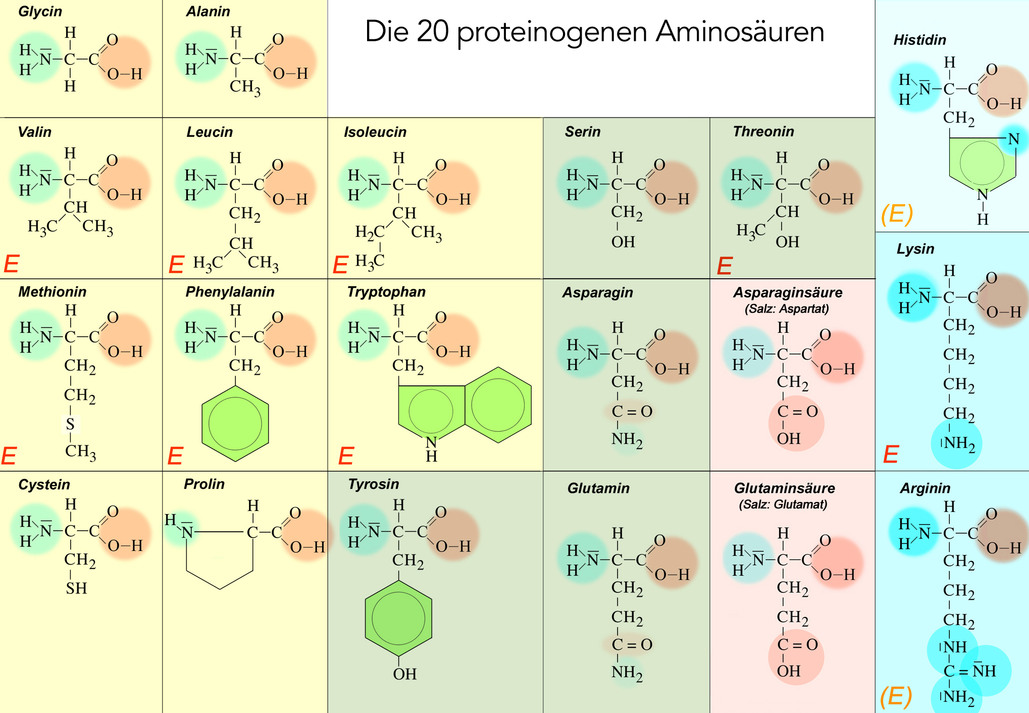 Die Strukturformeln aller 20 Aminosäuren