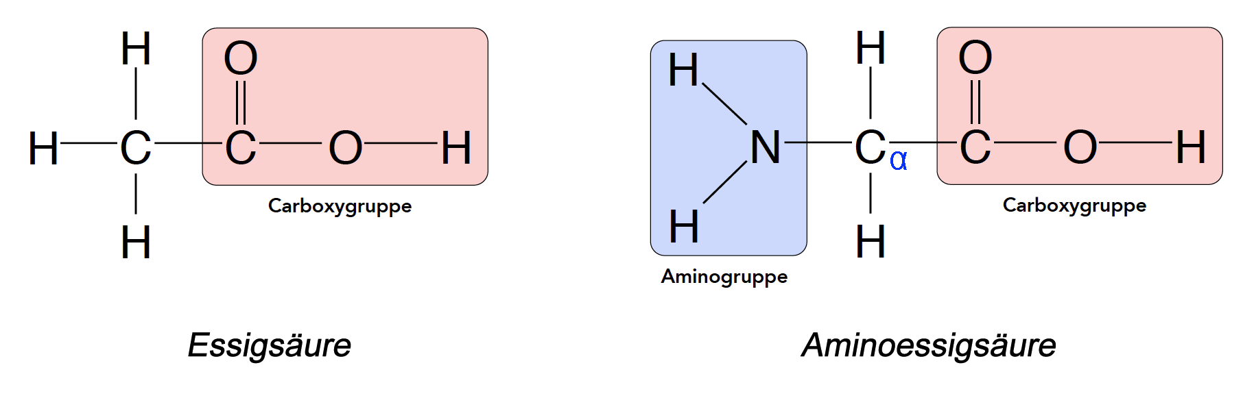 Links die Strukturformel von Essigsäure, 
						rechts die von Amino-Essigsäure oder Glycin