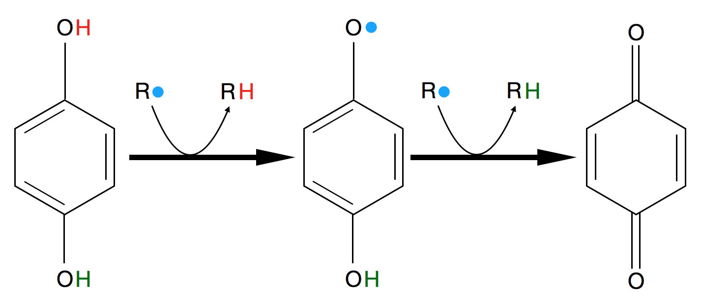 Ein Hydrochinon-Molekl HO-C6H4-OH reagiert zunchst mit einem Radikal, dabei entsteht RH und ein Hydrochinon-Radikal. Dieses reagiert dann mit einem zweiten Radikal zu Chinon O=C6H4=O und RH