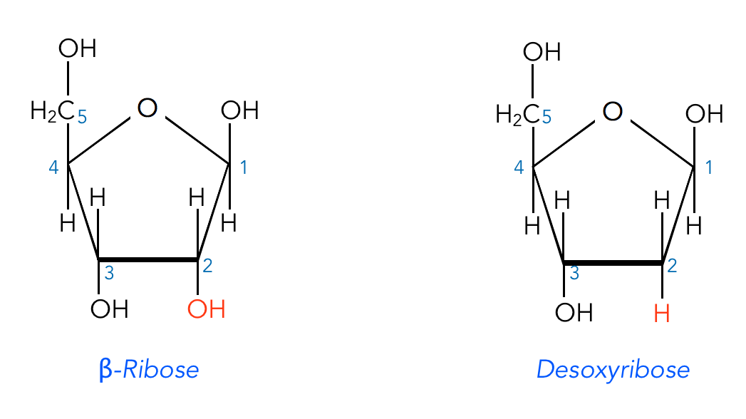 Рибоза образуется. Рибоза циклическая формула. Схема строения рибозы. Рибоза и дезоксирибоза формулы. Рибоза цикл.