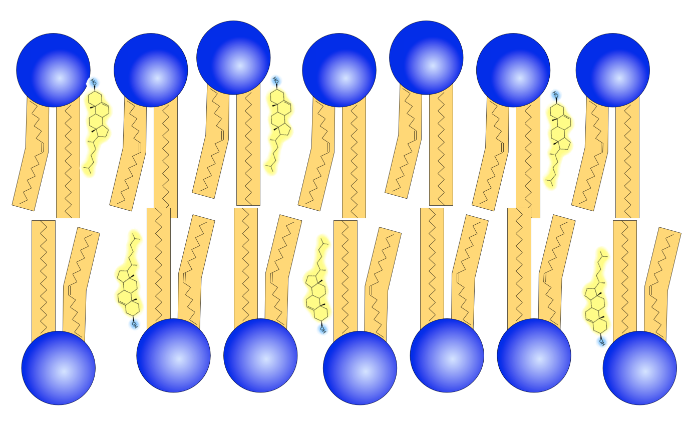 Ein Cholesterin-Molekül und ein Phospholipid im Größenvergleich