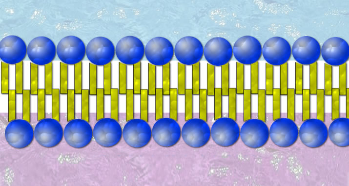 Eine Lipid-Doppelschicht, die ausschließlich gesättigte Lipide enthält