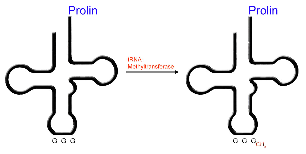 Arbeitsweise der tRNA-Methyltransferase