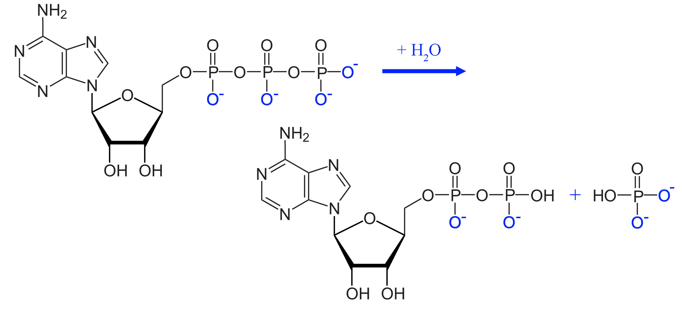 Das ATP-Molekül und seine Spaltung durch Wasser zu ADP und Pi