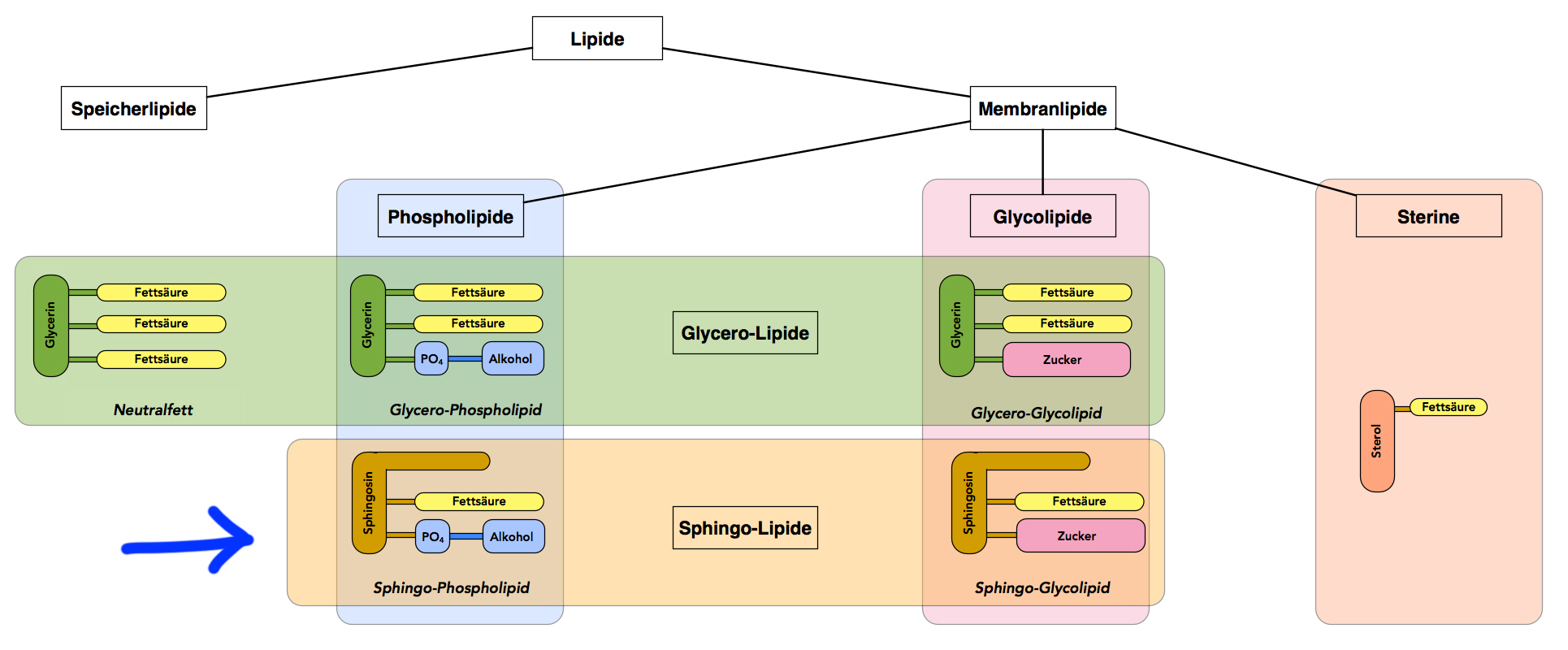 Phospho Inositol Sphingolipide