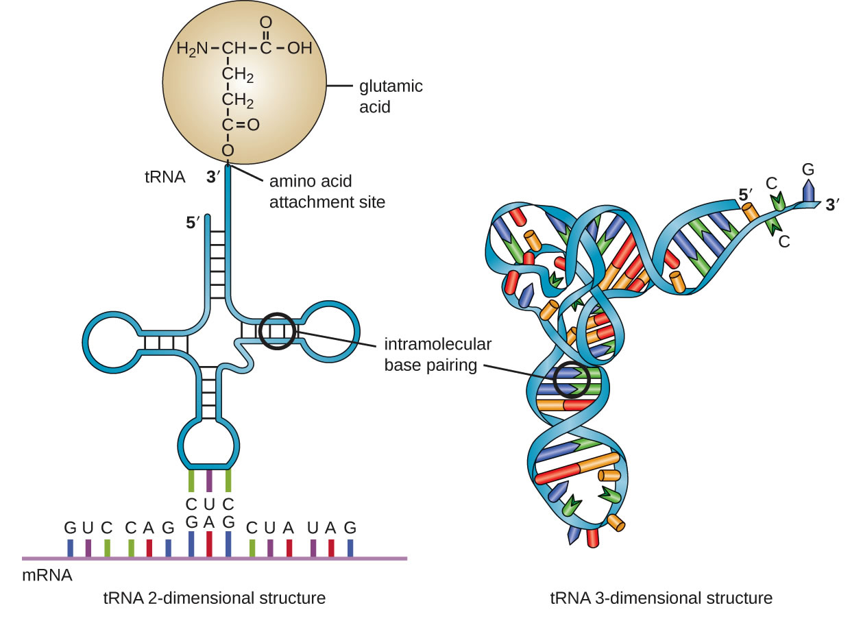 Рнк сайт. Строение ТРНК. Строение транспортной РНК схема. РНК. Схема т РНК.