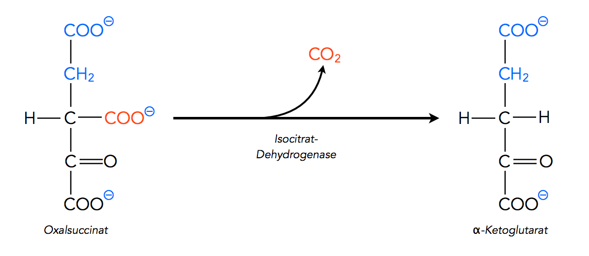 Oxalsuccinat ==> alpha-Ketoglutarat + CO2