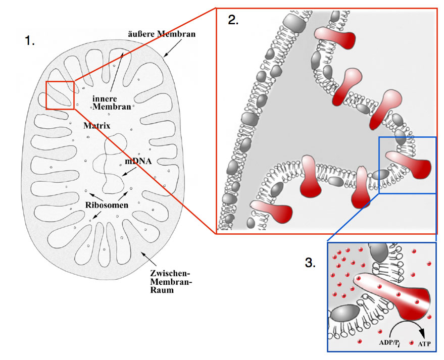Ein Mitochondrium mit den beiden Membranen und den ATPasen