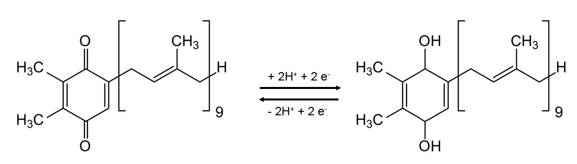 Plastochinon, Aufnahme von 2 H+ und 2 e-