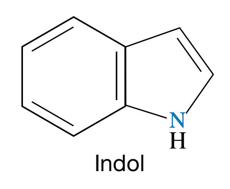 Das Indol-Molekül